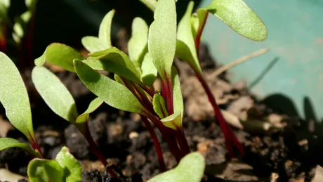 Leguma pe care o poți cultiva cu ușurință în ghiveci, chiar pe balcon! E rezistentă și foarte productivă