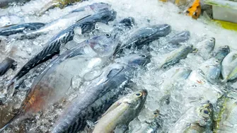 Alimente care conțin mai multă proteină decât peștele, pe care le poți mânca în post