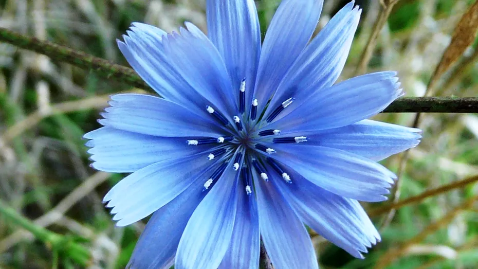 Cicoare (Cichorum inthybus)