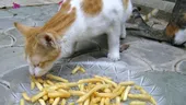 Ce se întâmplă dacă pisica ta mănâncă, din greșeală, cartofi prăjiți