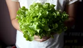 Metoda ingenioasă care te ajută să ai salata proaspătă timp de două săptămâni! Așa vei economisi și spațiu