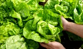 Cum să păstrezi salata verde proaspătă 30 de zile și cum o salvezi pe cea deja ofilită
