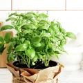 Plante pe care să le crești în bucătărie. Purifică aerul și te scapă de mirosul de mâncare