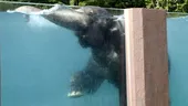 O piscină pentru elefanţi! VIDEO - Iată cum înoată elefanţii