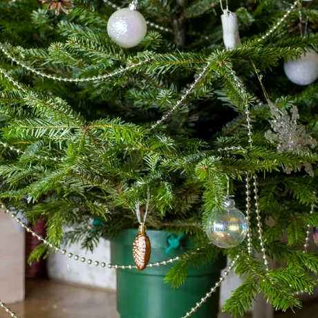 Cât de des trebuie să uzi bradul natural și ce să nu pui niciodată în pământul din ghiveci. „Rețete miraculoase” care ți-l usucă