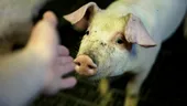 O tulpină mutantă de gripă, depistată în 2011 la porci și bovine, devine o amenințare și pentru oameni. Nu există teste pentru diagnostic