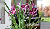 Flori de apartament – sfaturi de îngrijire a celor mai comune plante (galerie foto)