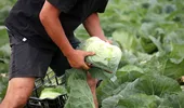 Cum alegi varza pentru murat ca să obții sarmale fragede. Detaliul pe care trebuie să-l verifici înainte să o cumperi de la piață