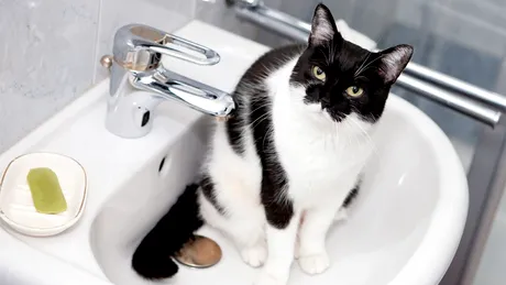 Motivul real pentru care pisica te urmărește mereu, când mergi la WC. Ce crede că se întâmplă, de fapt