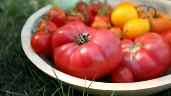 Cum ajuți roșiile să se coacă mai bine în august. Sfatul lui Monty Don pentru grădinari