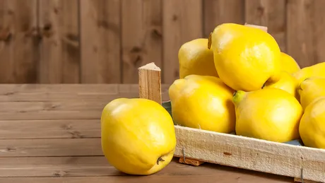 Gutuia, vedeta lunii octombrie - VIDEO by CSID