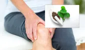 5 plante medicinale pe care le poți combina cu Giloy pentru susținerea sănătății articulațiilor