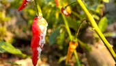 Cum scapi de păduchii lânoși ai plantelor fără substanțe chimice. 6 soluții naturale pe care le poți aplica acasă