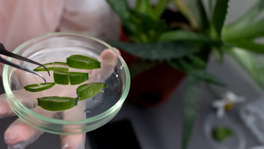 Un compus din frunzele de Aloe vera ar putea fi o pistă pentru tratamentul Alzheimer