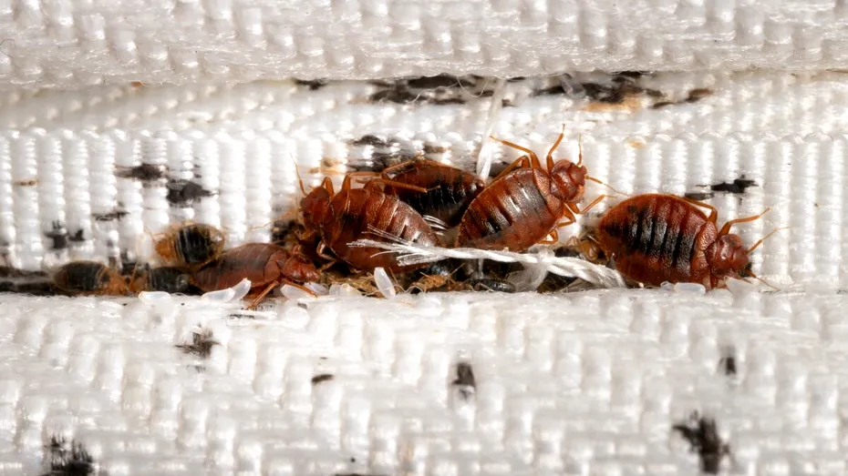 Cea mai bună soluție împotriva ploșnițelor de pat. Așa scapi rapid de ele