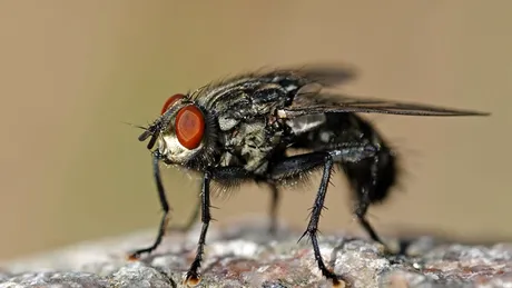 Muștele dispar rapid cu acest ingredient BANAL din bucătărie