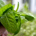 Plante aromatice ușor de crescut acasă: busuioc, mentă, rozmarin și cum le folosești corect în bucătărie