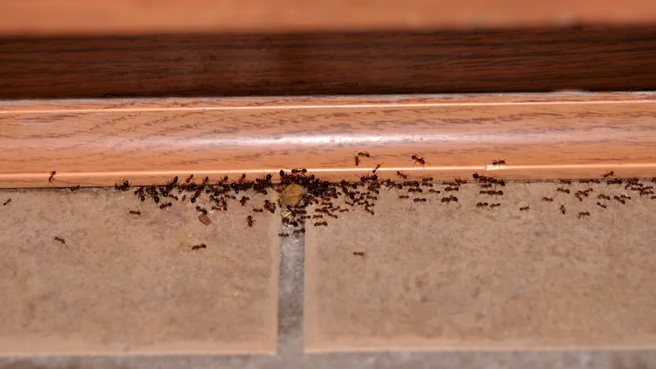 Uită de insecticide: cum un ingredient obișnuit din bucătărie te poate scăpa pentru totdeauna de furnicile din locuință