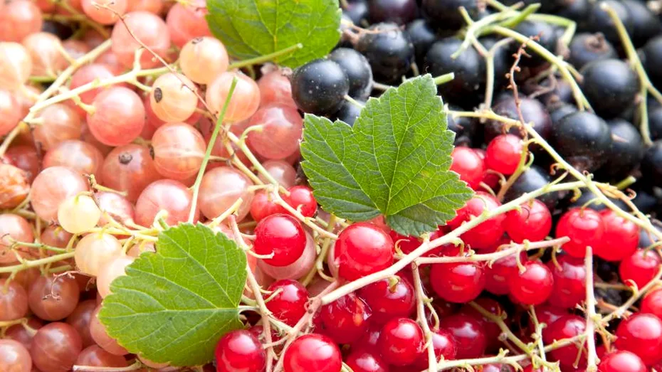 Coacăzele - beneficiile incredibile ale acestor fructe mici acrișoare