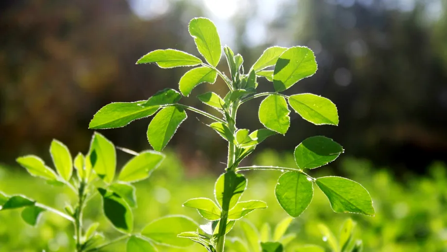 „Aurul verde” al Romei antice, dispărut fără urmă! Misterul plantei legendare păstrate de Iulius Cezar