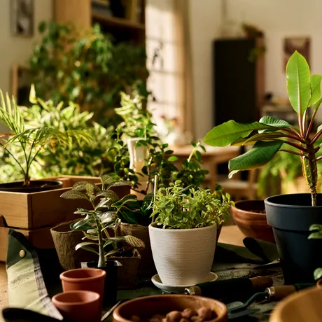 Cum să îngrijești plantele de apartament pentru o „reînviere” spectaculoasă după sezonul rece