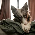 Câinele și-a făcut nevoile în pat? Trucurile simple care te ajută să scapi de miros și pete