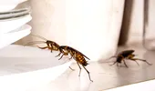 Soluția simplă care te scapă de gândacii din casă. Două ingrediente ieftine din bucătărie
