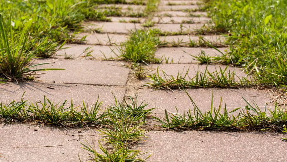 Trucul secret din bucătărie care îți va elimina buruienile din pietriș instantaneu