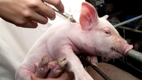 Virusul pestei porcine ar putea fi transmis de insecte. Vaccinul are eficiență 100%