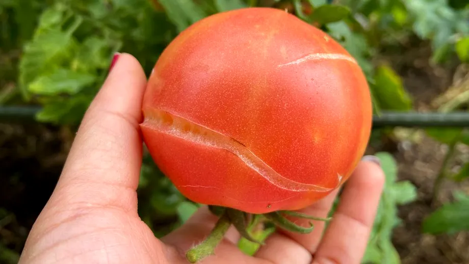 De ce crapă roșiile și cum să eviți acest fenomen. Trucul care te ajută să ai o recoltă fără crăpături și cu un interior zemos