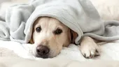 Hipotermia la animalele de companie: primele semne de alarmă care pun în pericol viața câinilor
