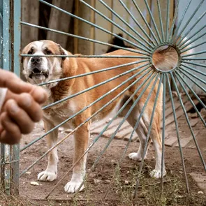 Mușcătura de câine: primul lucru pe care trebuie să-l faci să nu iei rabie