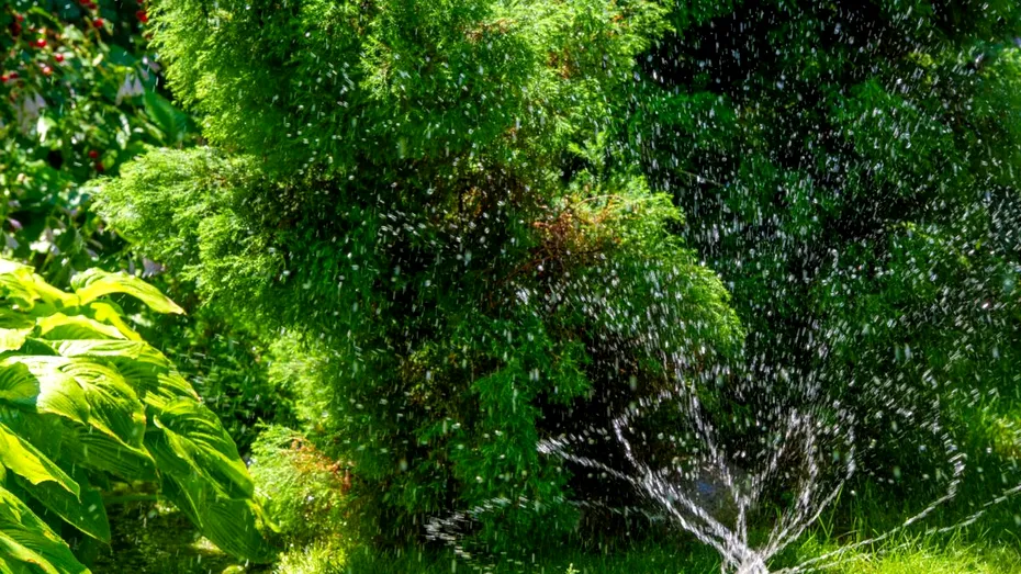 Cum să ai grădina udată pe tot timpul verii. Sfaturile grădinarilor iscusiți