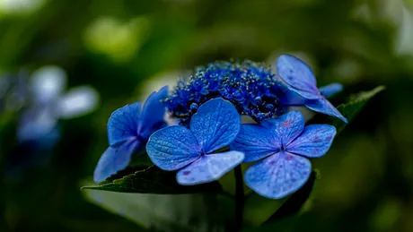 Albăstrelele – florile albastre cu beneficii uimitoare pentru sănătate și frumusețe