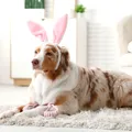 Cum să scapi de părul de animale de pe covoare fără aspirator. Metoda simplă care te costă doar 15 lei