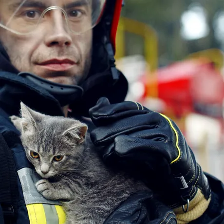 Animalele, victime colaterale în situații de urgență. ISU Iași intervine cu echipament special pentru salvarea lor / VIDEO