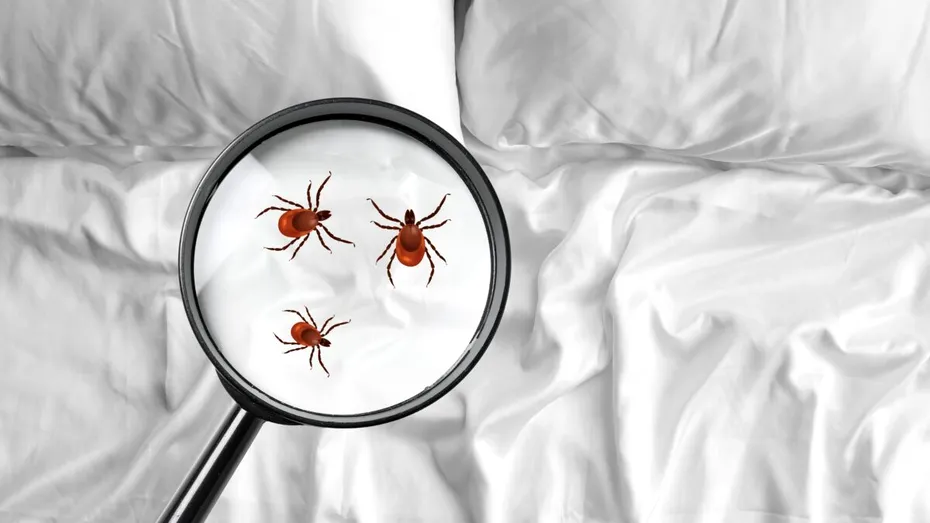 Cum să scapi de plosnițele din lenjeria de pat prin spălare corectă