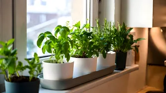 Plantele care alungă energiile negative și aduc noroc în casă. Tradiții vechi respectate și azi!