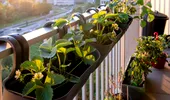 Cum uzi plantele când pleci în concediu. Trucuri simple care le ajută să reziste chiar și două săptămâni fără tine