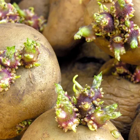 Nu mâncați cartofi încolțiți. Pericole ascunse și riscuri pentru sănătate