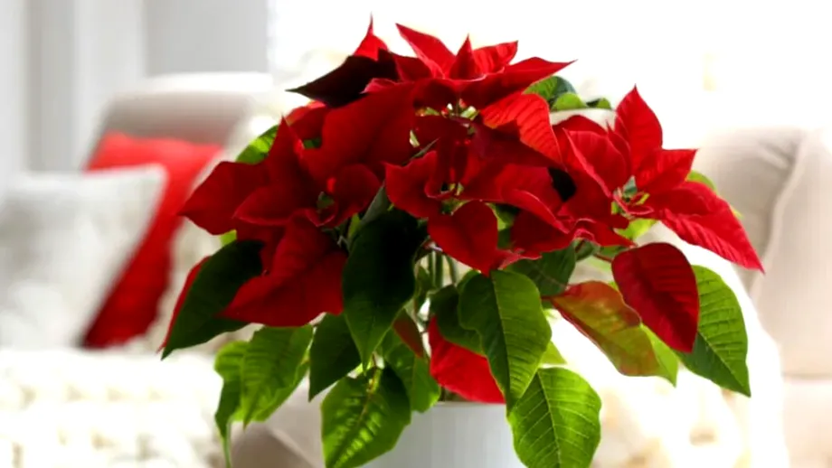 Unde nu este bine să pui niciodată Crăciunița în casă. Locuri care atrag ghinion, potrivit Feng Shui