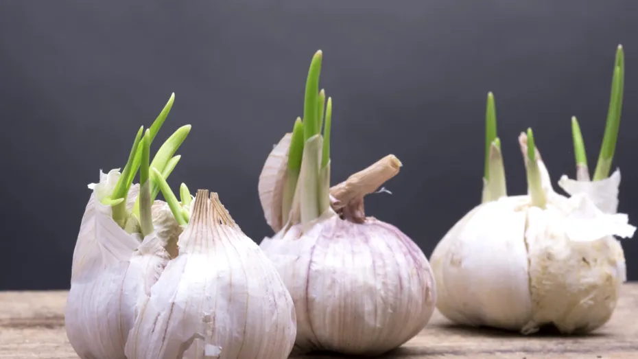 Poți mânca usturoiul încolțit? Răspunsul specialiștilor te-ar putea surprinde