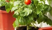 Produceţi legume eco în… balcon!