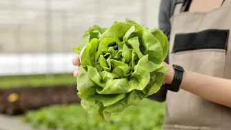 Salata verde: proaspătă, versatilă și plină de nutrienți. Beneficii și idei de rețete