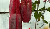Fructul care nu se strică timp de un an. Este cultivat chiar în România, la Buzău