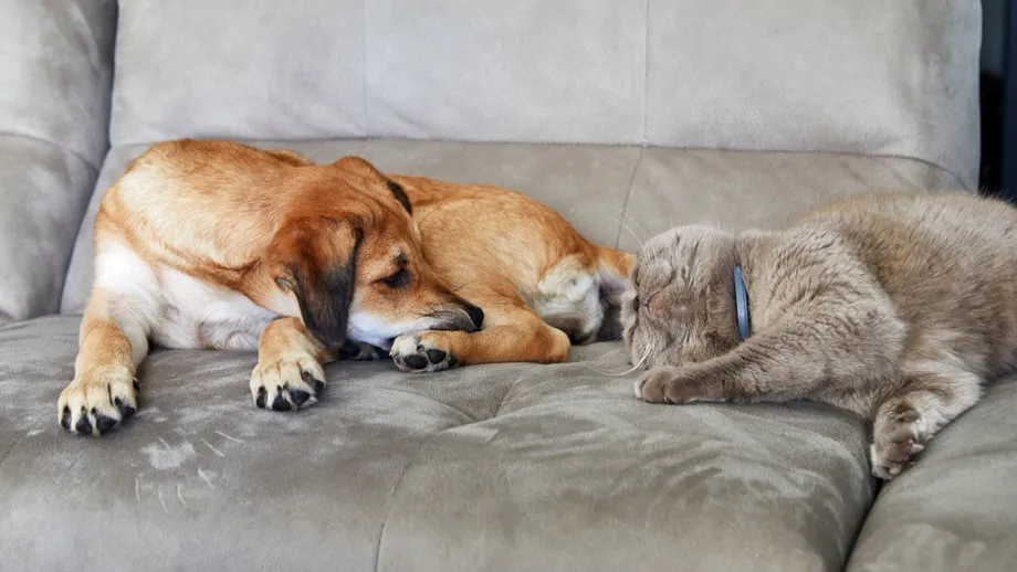 Riști să iei amendă de 500 de lei dacă ai câine. Noile reguli din România dacă ai animal de companie