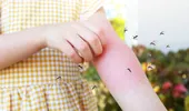 8 plante care te ajută să ții țânțarii departe de balcon în mod natural