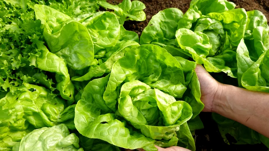 Rețeta tradițională de ciorbă de salată verde care se face în mai puțin de 30 de minute