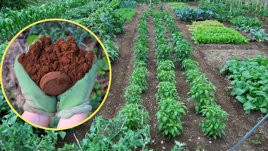 Ce să pui în pământul din grădină, pentru a avea cele mai frumoase flori și cele mai gustoase roșii. Majoritatea gospodinelor îl aruncă la gunoi