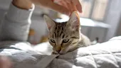 Cele 5 boli ale oamenilor pe care orice pisică le poate detecta și vindeca
